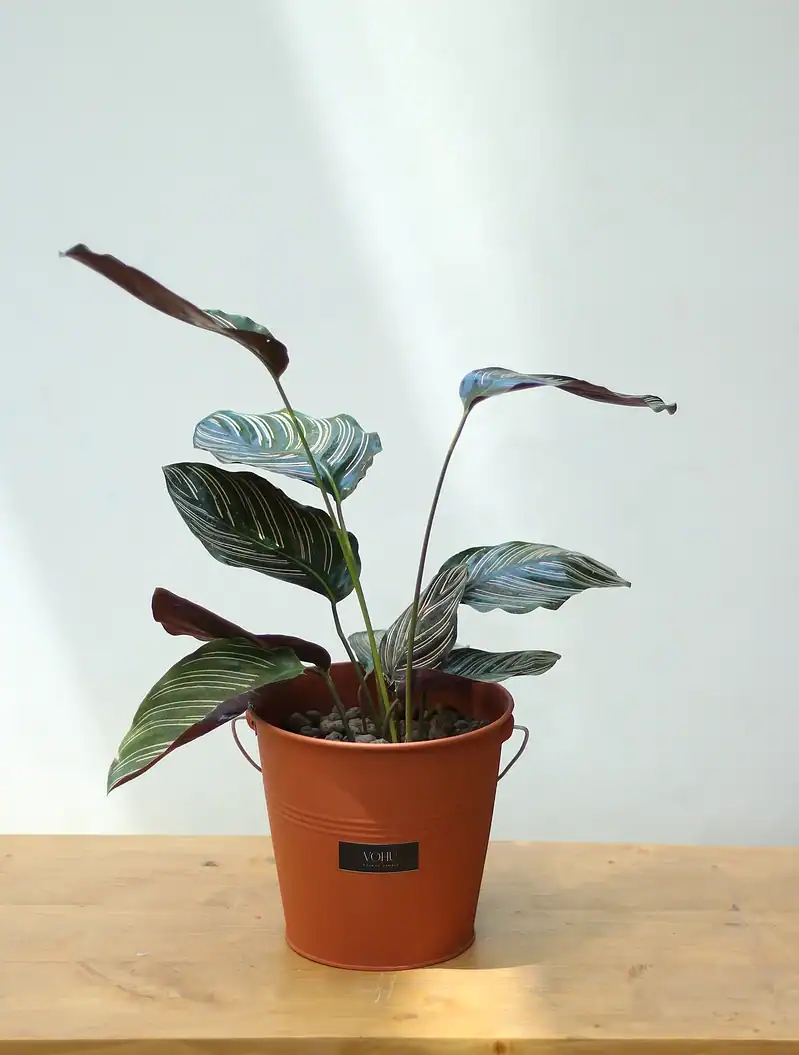 گلدان فلزی کالاتیا - Image 1