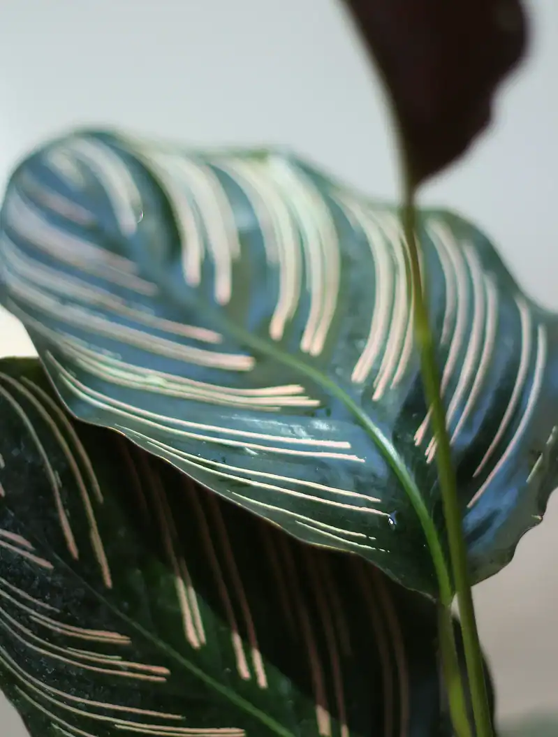 گلدان فلزی کالاتیا - Image 2