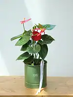 گلدان فلزی آنتریوم قرمز