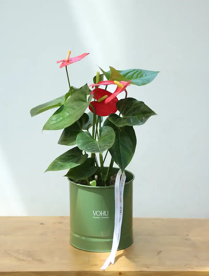 گلدان فلزی آنتریوم قرمز - Image 1