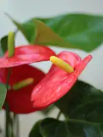 گلدان فلزی آنتریوم قرمز - Image 2