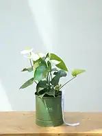 گلدان فلزی آنتریوم سفید