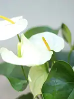 گلدان فلزی آنتریوم سفید - Image 2