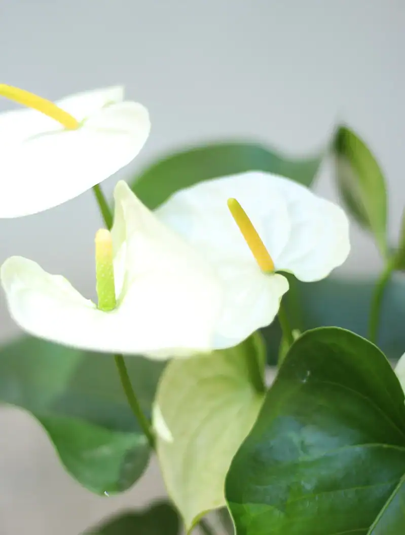 گلدان فلزی آنتریوم سفید - Image 2