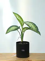 گلدان پلیمری دیفن باخیا