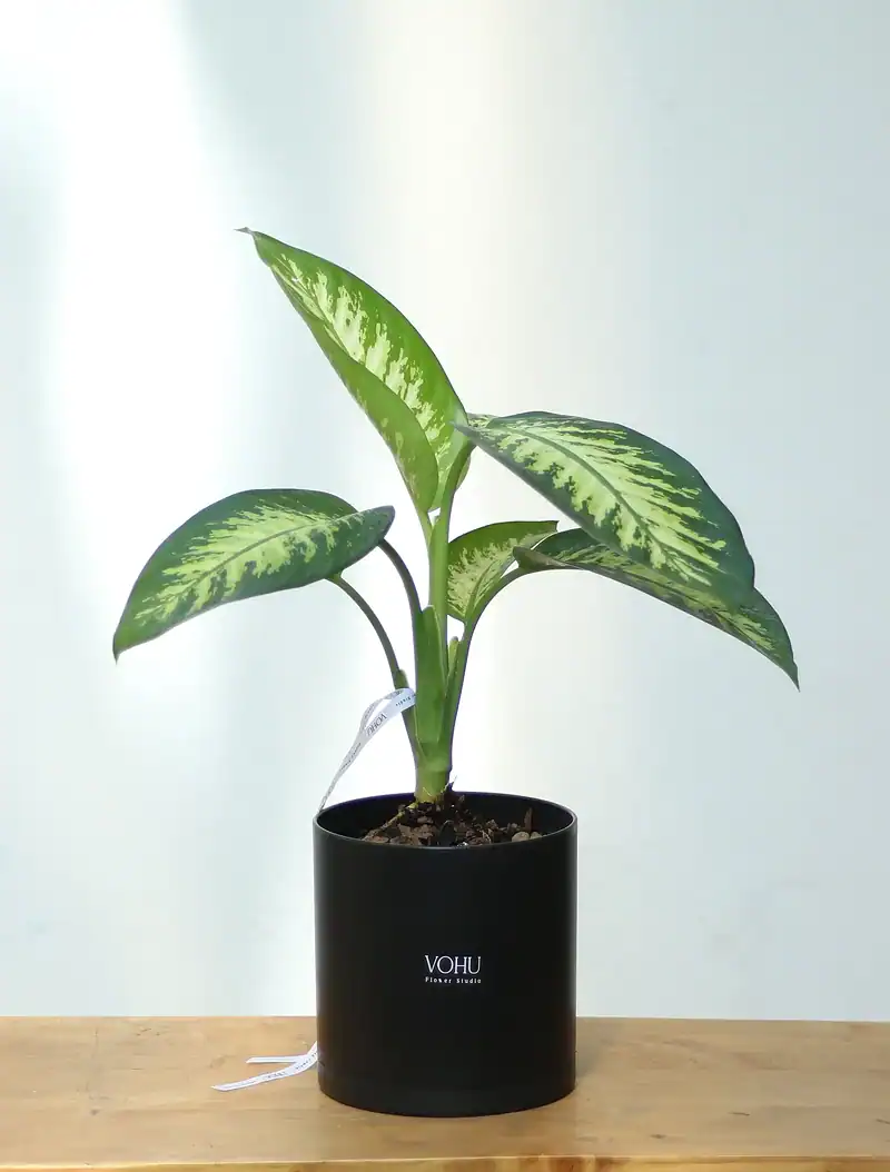 گلدان پلیمری دیفن باخیا - Image 1