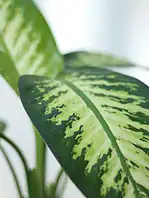 گلدان پلیمری دیفن باخیا - Image 2