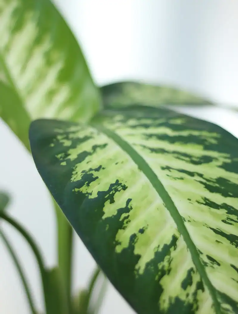 گلدان پلیمری دیفن باخیا - Image 2