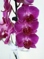 گلدان شیشه‌ای ارکیده مینیاتوری بنفش - Image 2