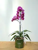 گلدان شیشه‌ای ارکیده مینیاتوری بنفش