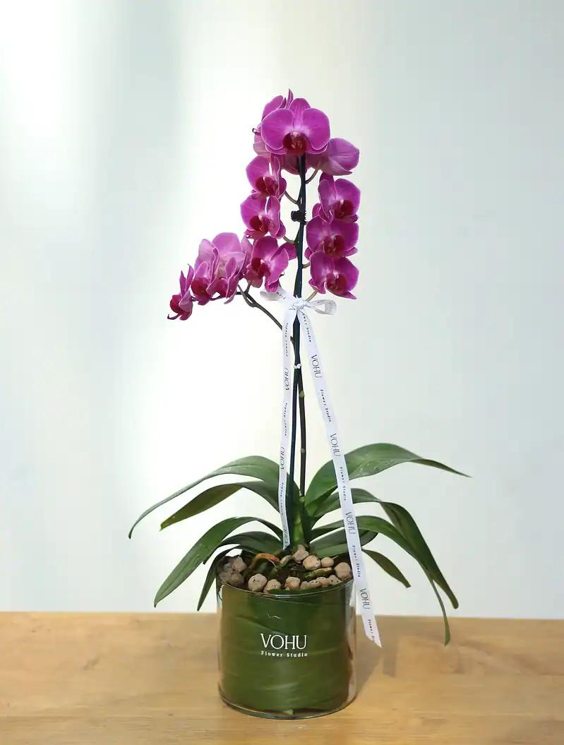IMG_8945 گلدان شیشهای ارکیده مینیاتوری بنفش - Image 1