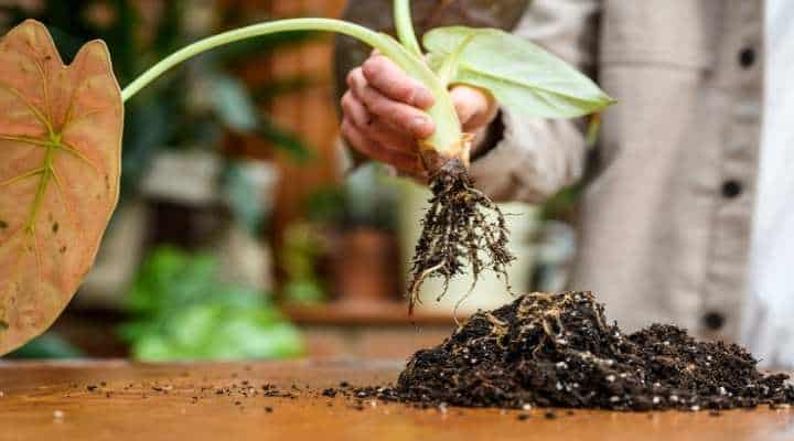 دلایل زرد شدن گیاه