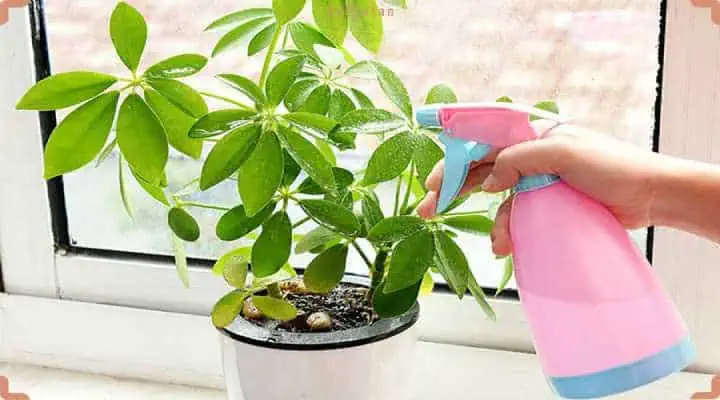 نحوه ابیاری صحیح