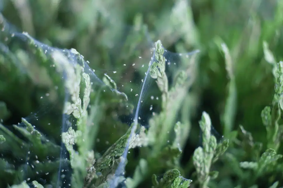 کنه عنکبوتی