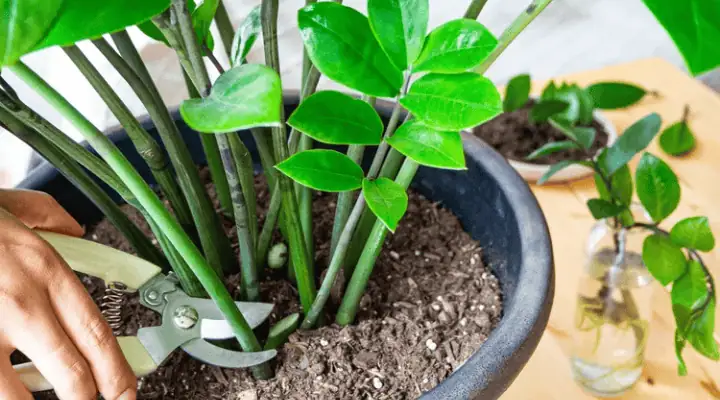 فردی در حال بریدن ساقه زاموفیلیا