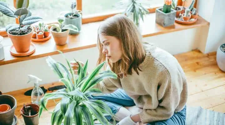 بیماری گیاهان آپارتمانی