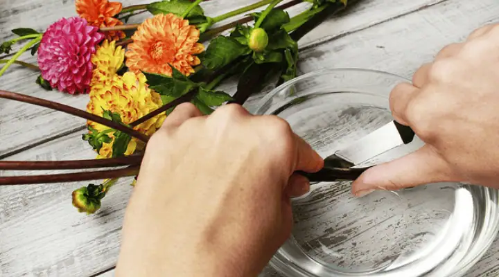 برش مورب ساقه گل رز زیر آب برای افزایش جذب آب