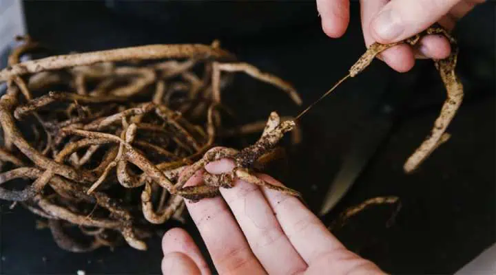 مقایسه ریشه سالم و ریشه پوسیده گیاه به دلیل آبیاری زیاد