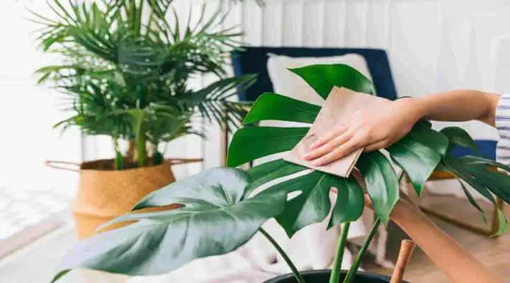 تمیز کردن برگ بزرگ گیاه برگ انجیری با دستمال مرطوب