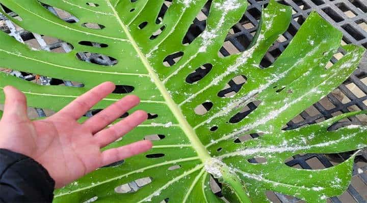 آفت شپشک آردآلود روی برگ مونسترا