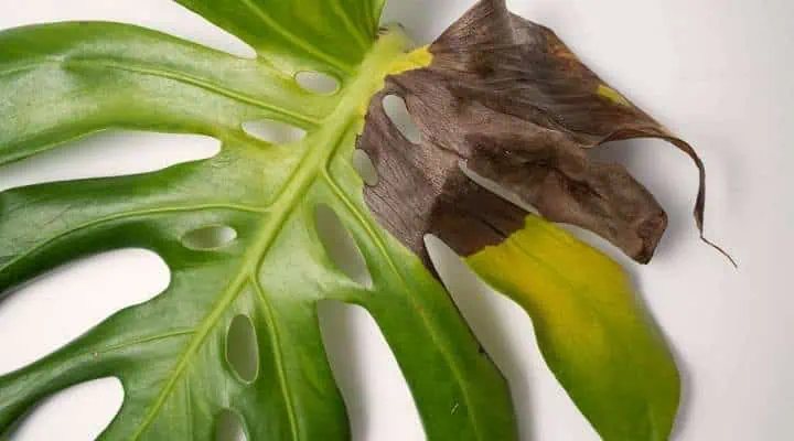 لکه قهوه ای مونسترا