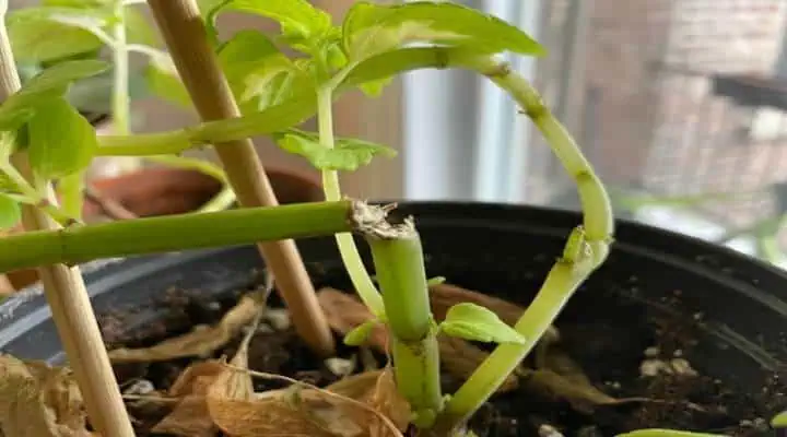 ساقه شکسته گیاه