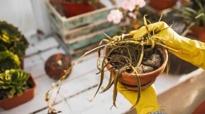 استفاده از سموم