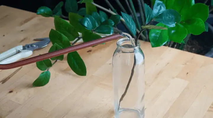 قلمه ساقه زاموفیلیا در حال ریشهدهی در آب