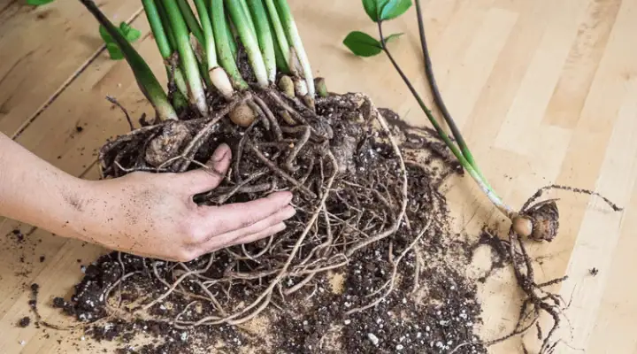 مراحل تقسیم ریزوم گیاه زاموفیلیا برای تکثیر