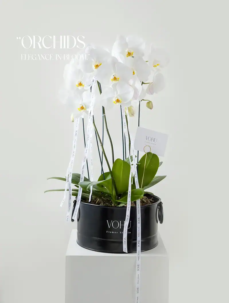 گیاه 3 شاخه ارکیده سفید - Image 1