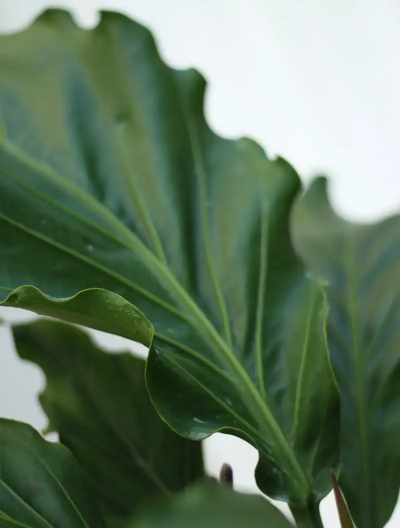 گلدان پلیمری موج عشق - Image 2