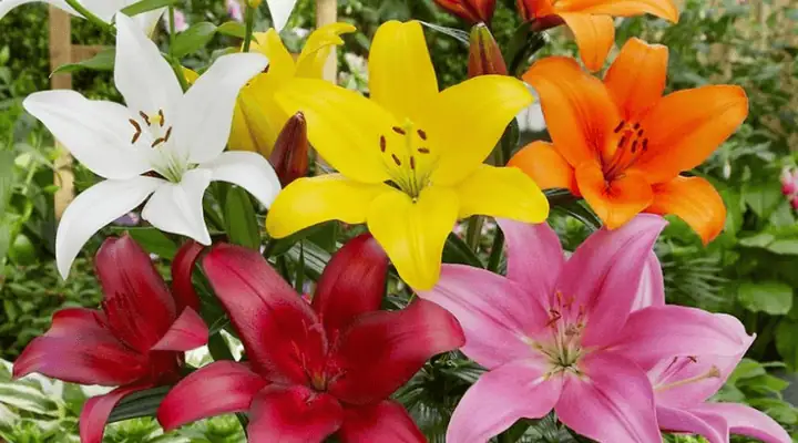 تعدادی شاخه گل رنگی لیلیوم