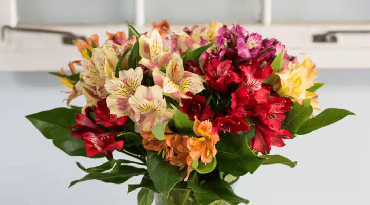 شاخه گل آلسترومریا در ظرف آب