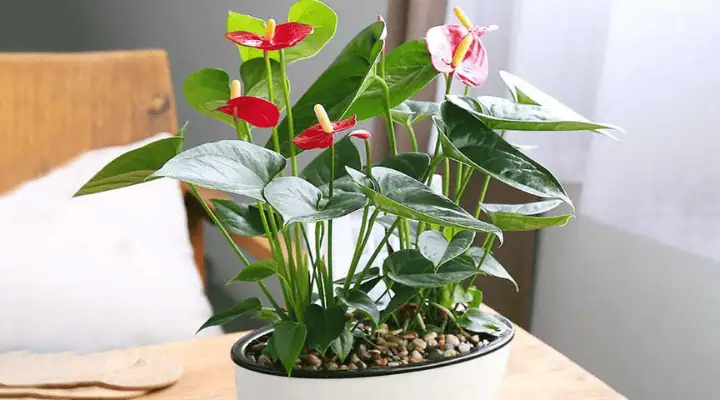 یک گلدان زیبای آنتوریوم قرمز