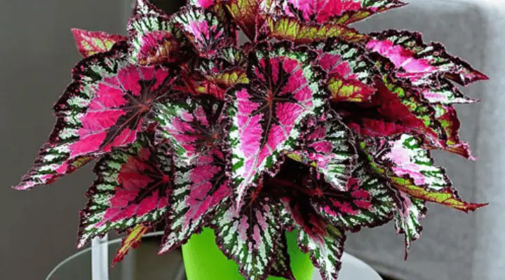 گیاه آپارتمانی بگونیا با گل‌های صورتی زیبا