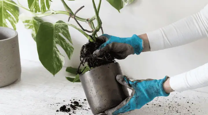 فردی در حال تعویض گلدان گل مونسترا