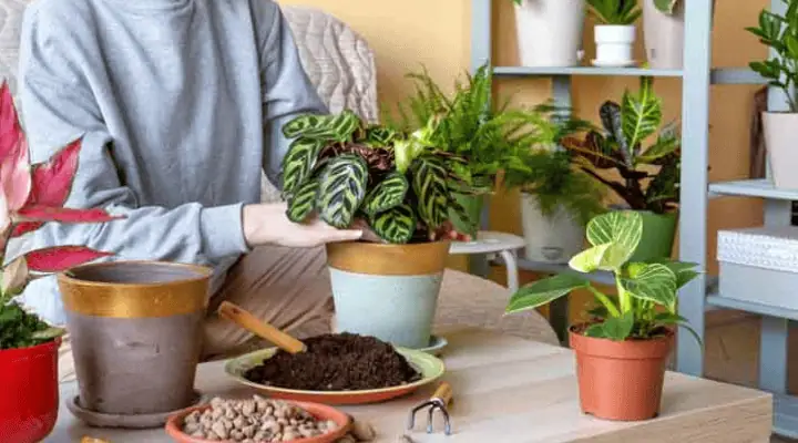 فردی در حال تعویض گلدان کالاته‌آ