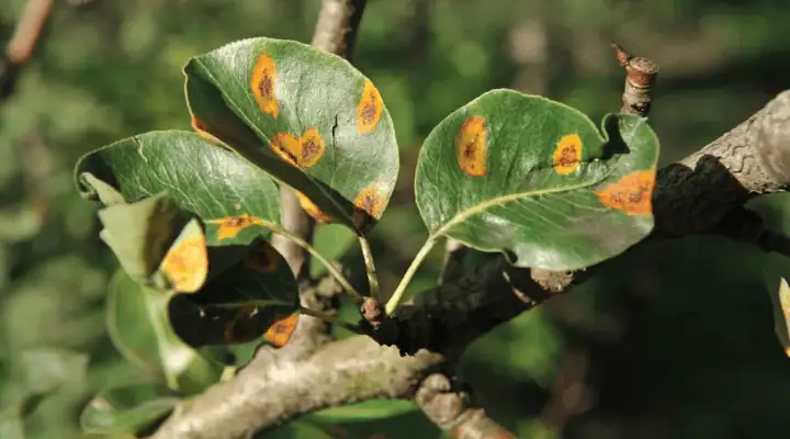 برگ های گیاه بونسای بیمار