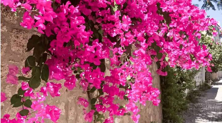 گل کاغذی روی دیوار