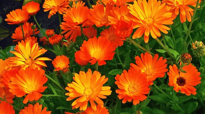 باغچه زیبا و رنگارنگ گل همیشه بهار