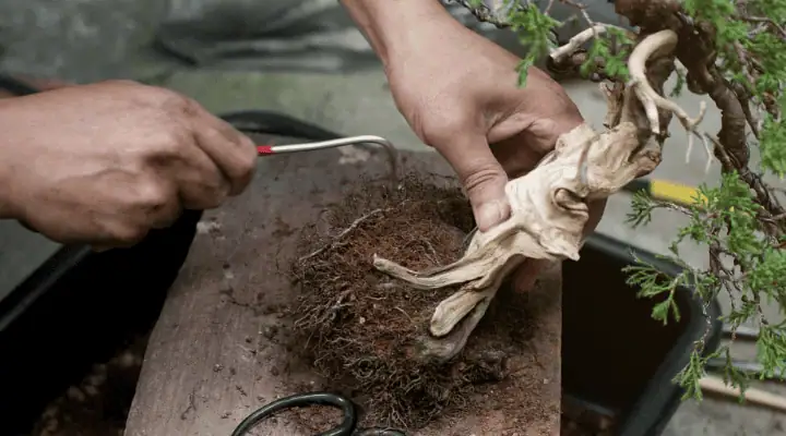 فردی در حال تعویض خاک بونسای