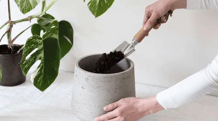 فردی در حال تعویض گلدان مونسترا