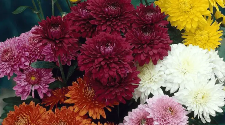 تعدادی گل داوودی رنگارنگ