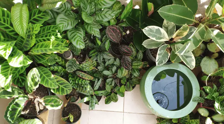 تعداد زیادی گلدان کالاته‌آ از بالا