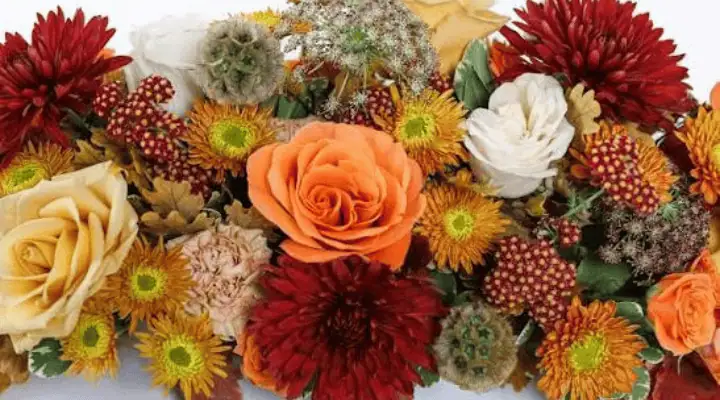 چندین شاخه گل پاییزی با رنگهای گرم