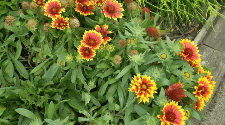 باغچه گل رعنا زیبا