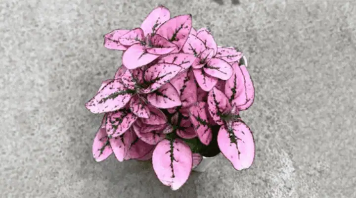 یک گلدان گل سنگ صورتی