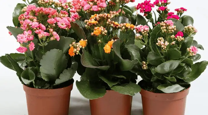 چند گلدان کالانکوئه در رنگ های متنوع