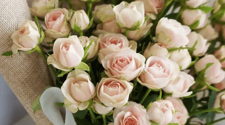 تعدادی شاخه گل رز مینیاتور کرم رنگ