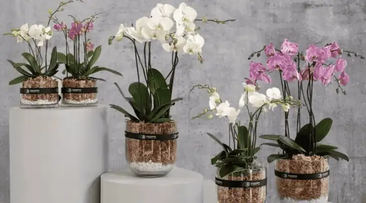 چند گلدان ارکیده رنگارنگ